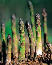 asparagus1.jpg